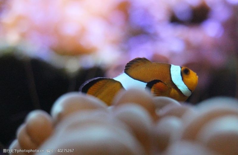 珊瑚小丑鱼图片