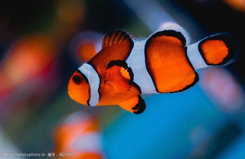 海底海洋世界小丑鱼图片