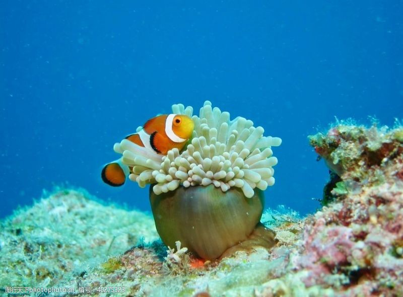 水底世界小丑鱼图片