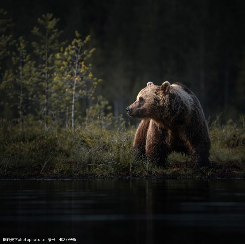 棕熊熊图片