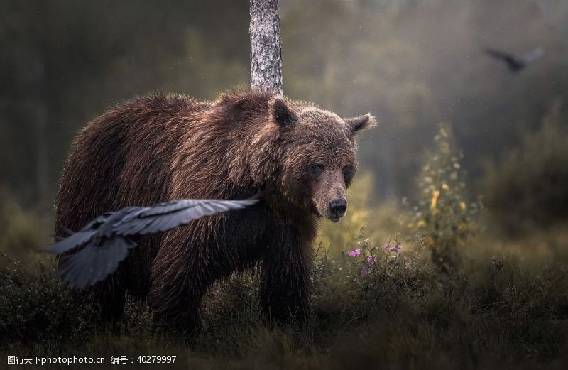 棕熊熊图片