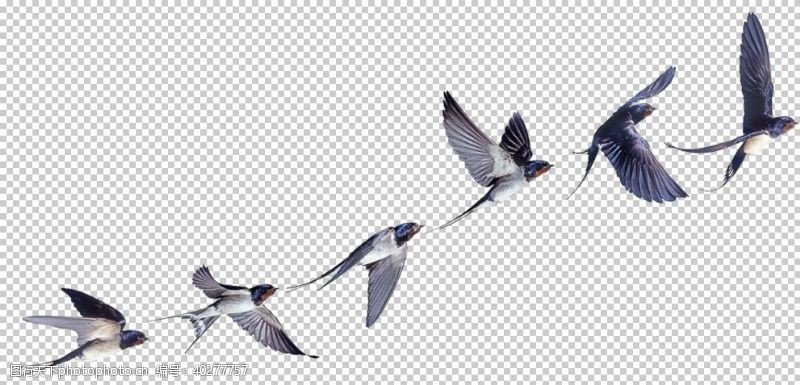 鸟类燕子图片
