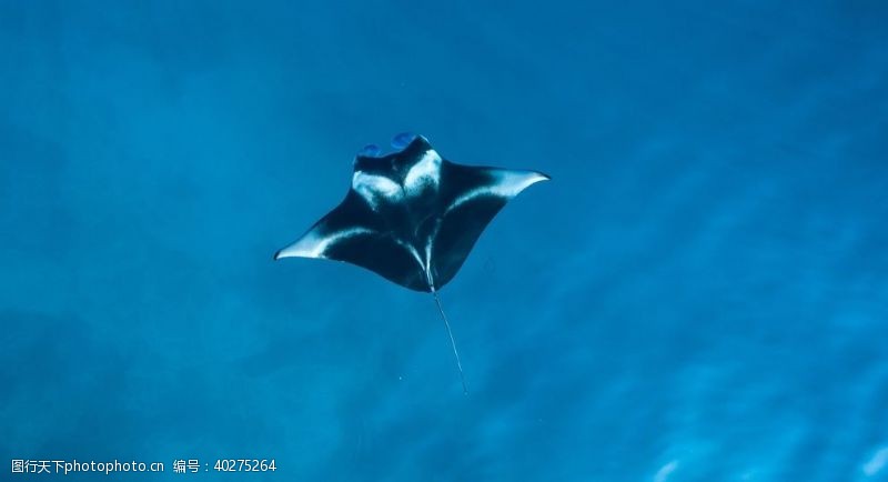 海底海洋世界鳐鱼图片