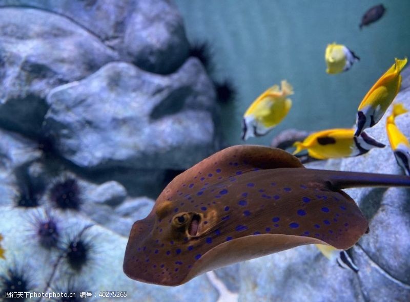 海底珊瑚鳐鱼图片