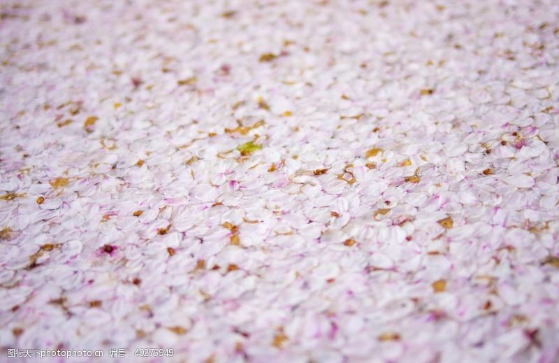 草粉樱花图片