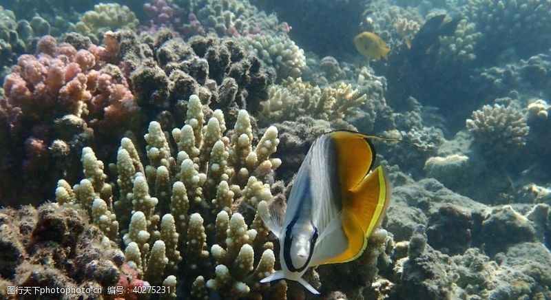 生物世界鱼图片