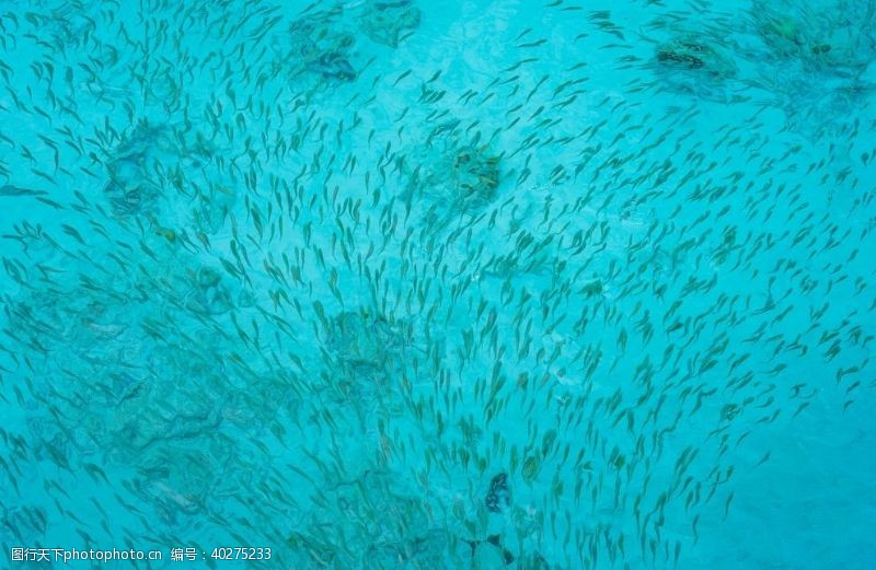 海底海洋世界鱼图片