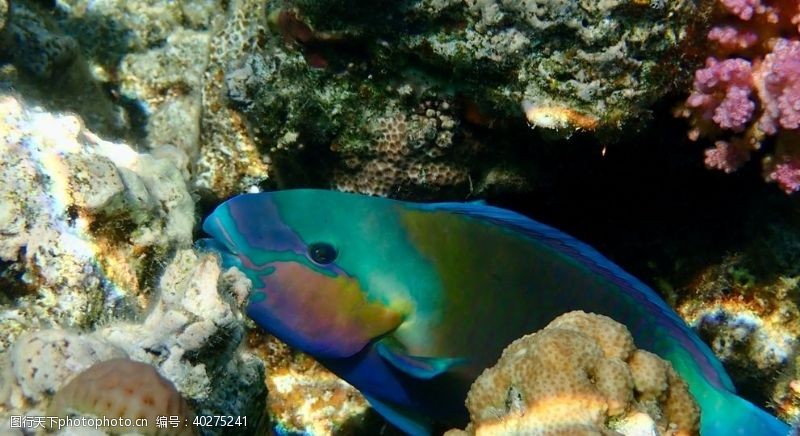 海洋生物鱼图片