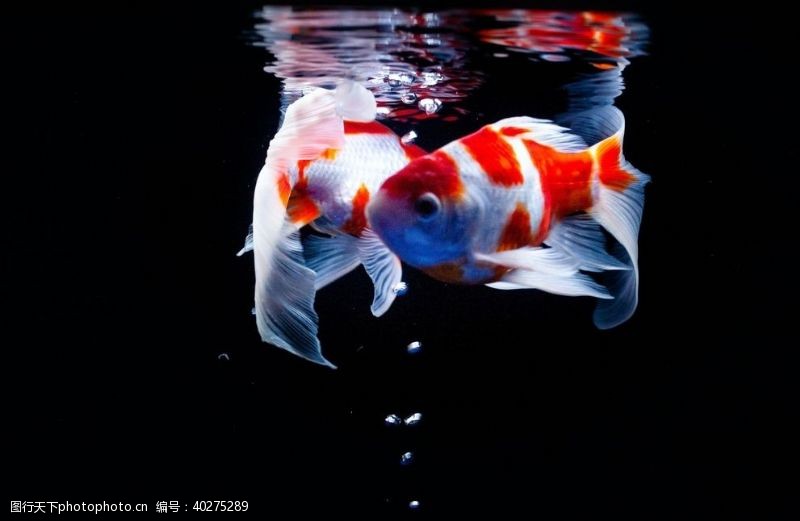 彩色水彩鱼图片