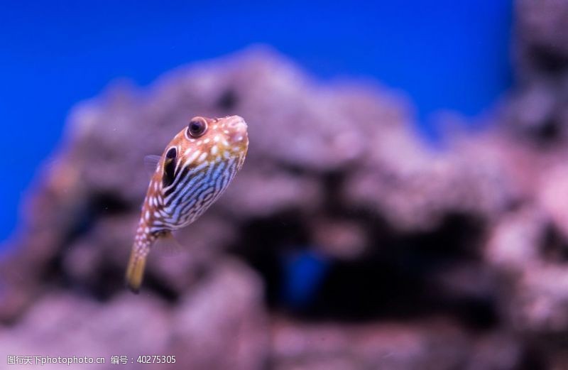 海洋生物鱼图片