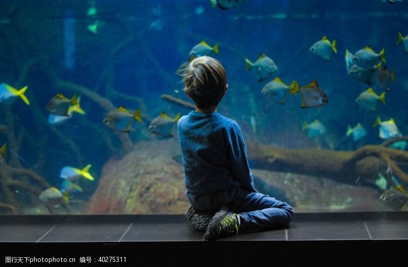 海洋生物鱼图片