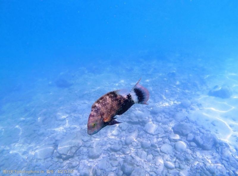 海洋生物鱼图片