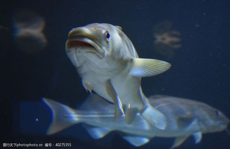 海底海洋世界鱼图片