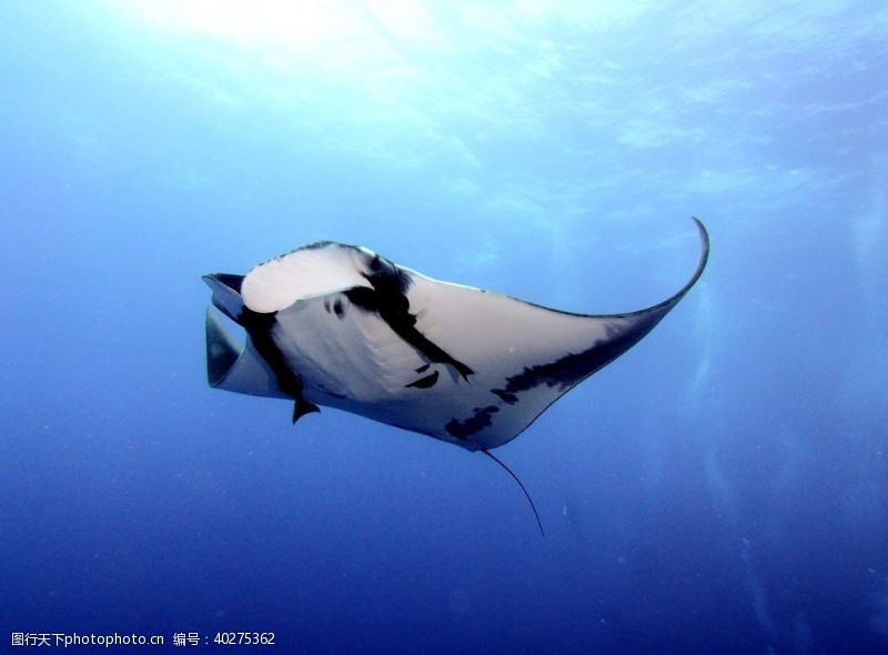 海洋生物鱼图片