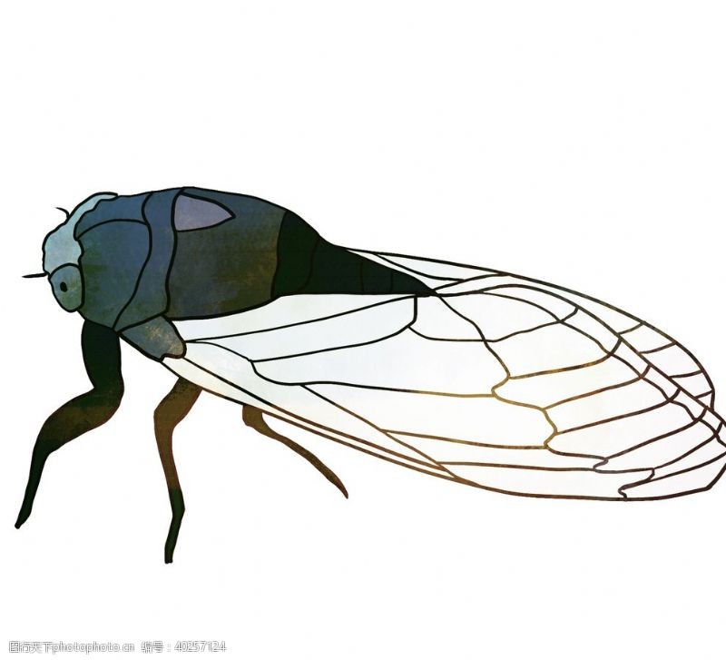 卡通漫画知了卡通夏日昆虫元素素材图片