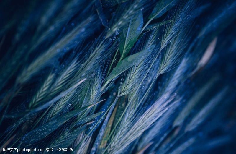 高原草原植物图片