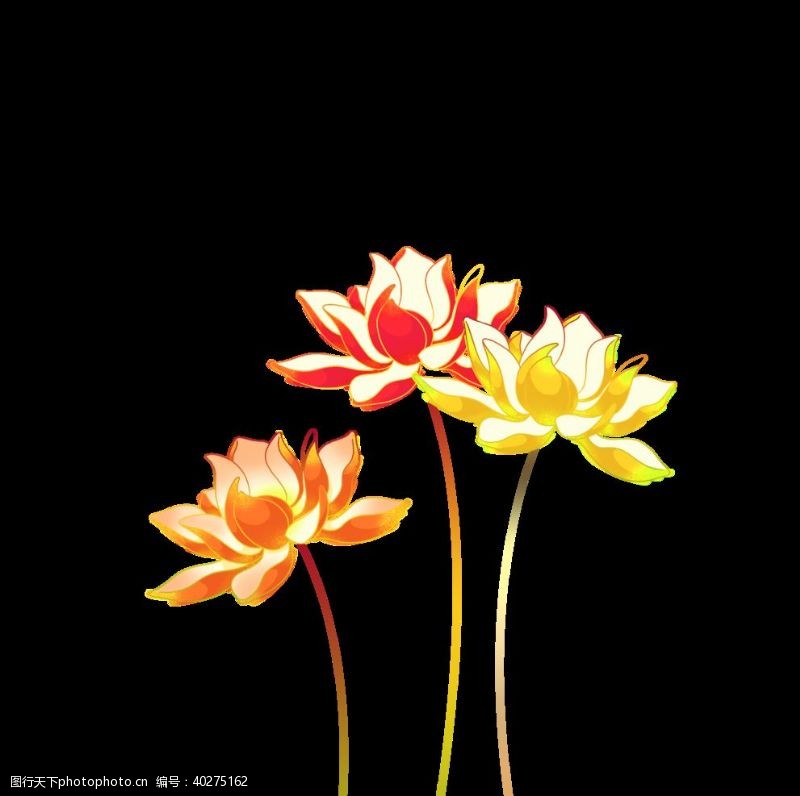 植物花朵装饰荷花图片
