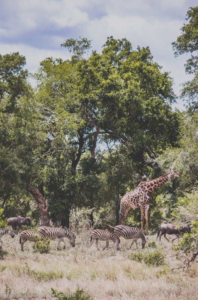 园林素材长颈鹿图片