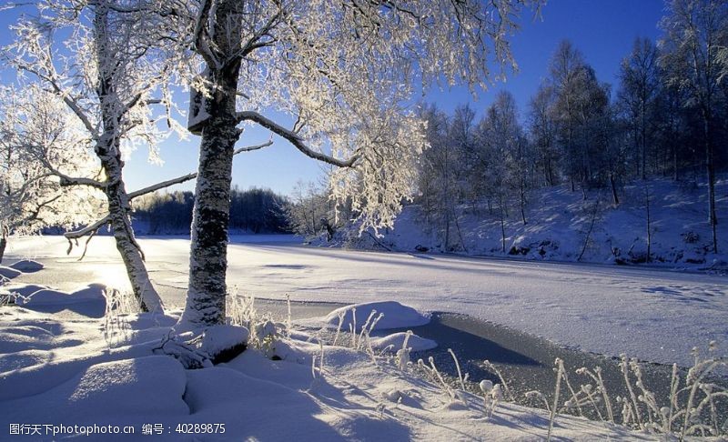 景观植物风景雪景图片