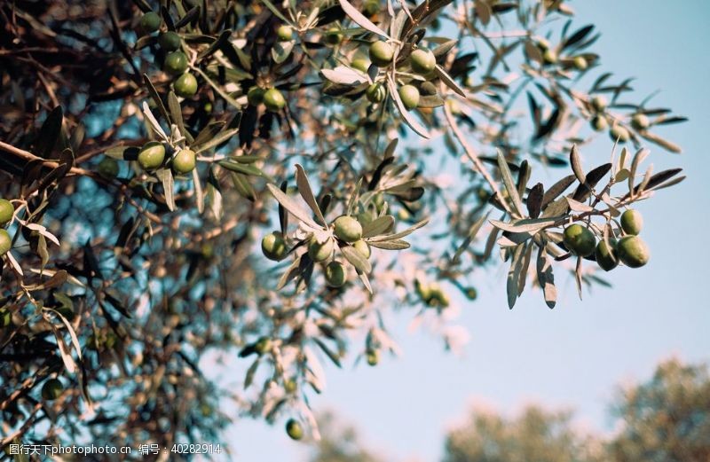 海门摄影橄榄图片