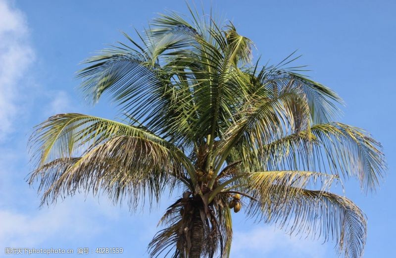 热带植物海边的椰子树图片