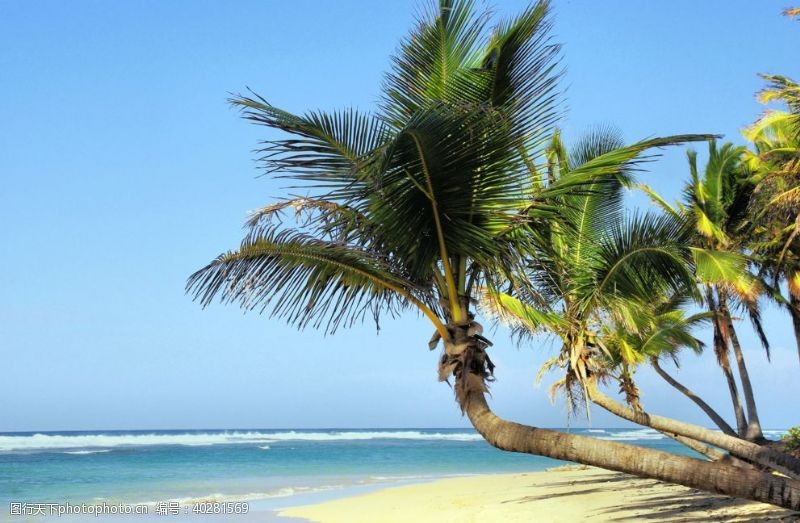 椰子叶海边的椰子树图片