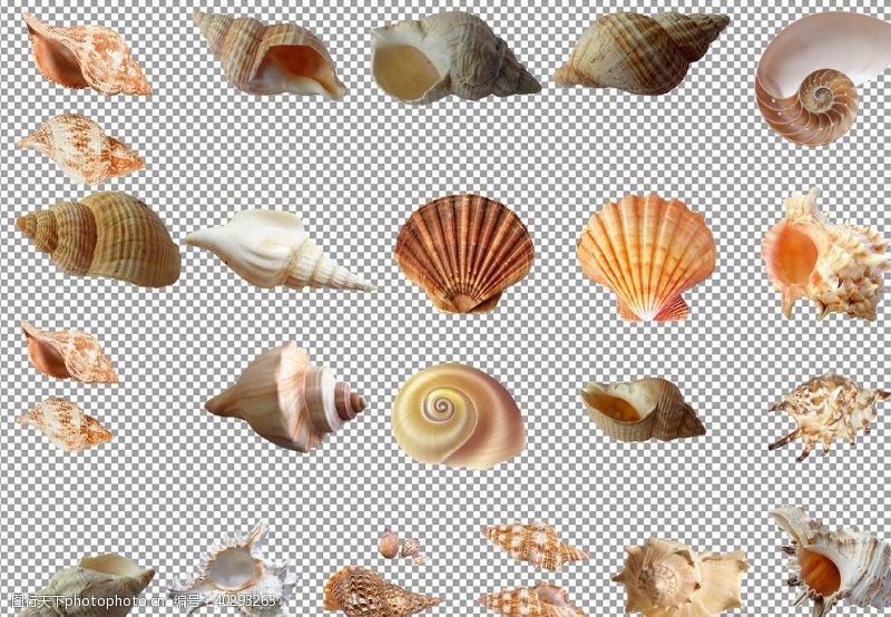 透明底贝壳海螺图片