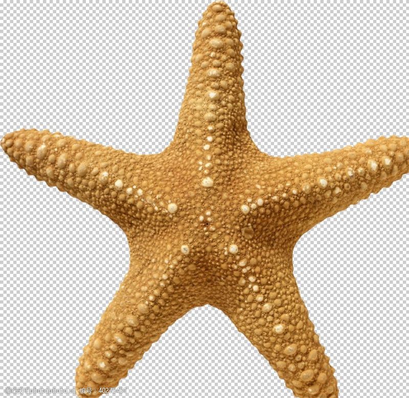 明星海星图片
