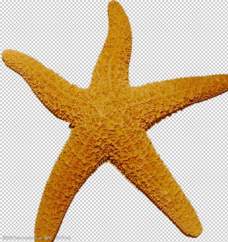 海洋生物海星图片