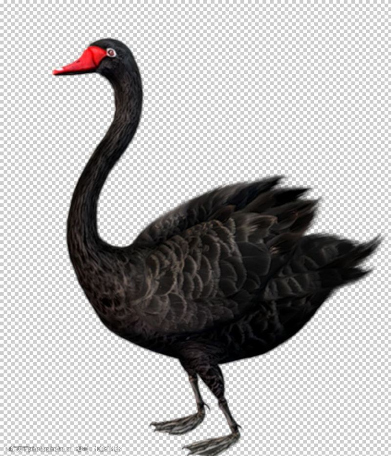 野生动物黑天鹅图片