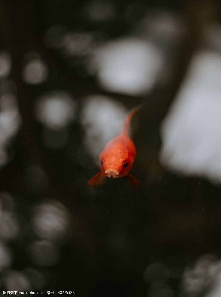 红鲤鱼红鱼图片