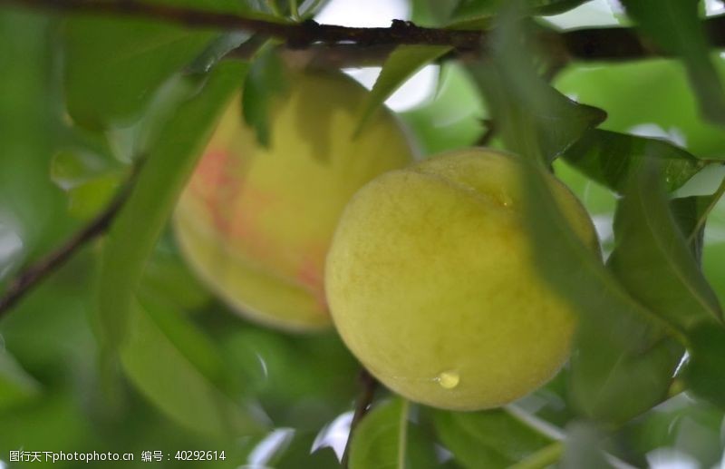 新鲜桃子黄桃高清实拍图片
