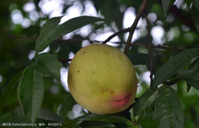 水蜜桃油桃黄桃树下实拍图片