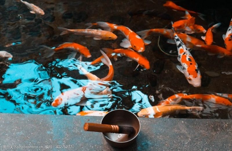 海洋鱼类锦鲤图片