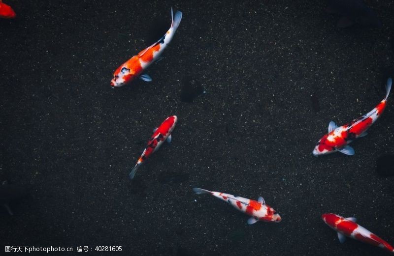 海底珊瑚锦鲤图片