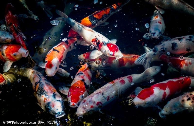 海底世界锦鲤图片