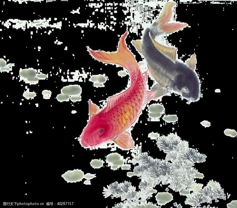 鼠绘锦鲤图片