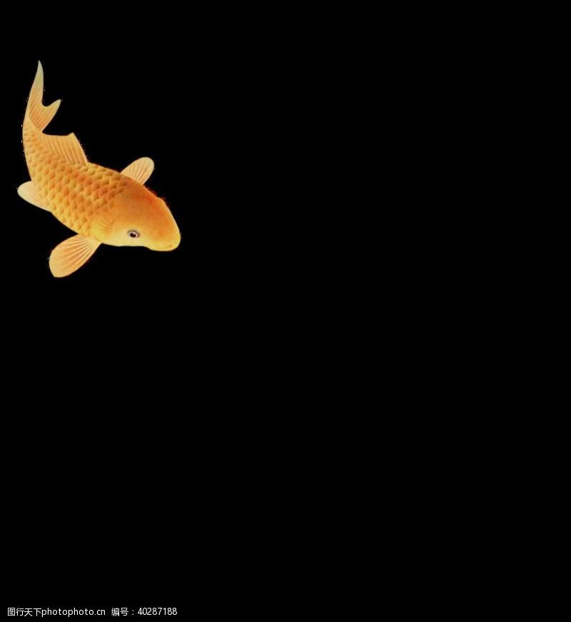 荷花鱼锦鲤图片