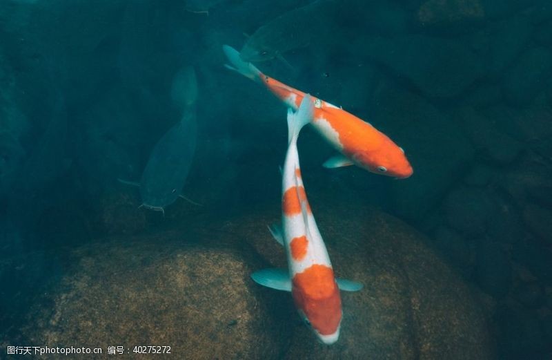 海底世界金鱼图片