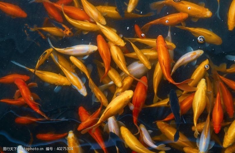 水彩金鱼图片