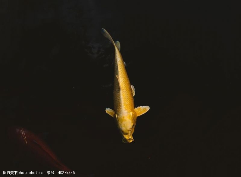 锦鲤金鱼图片