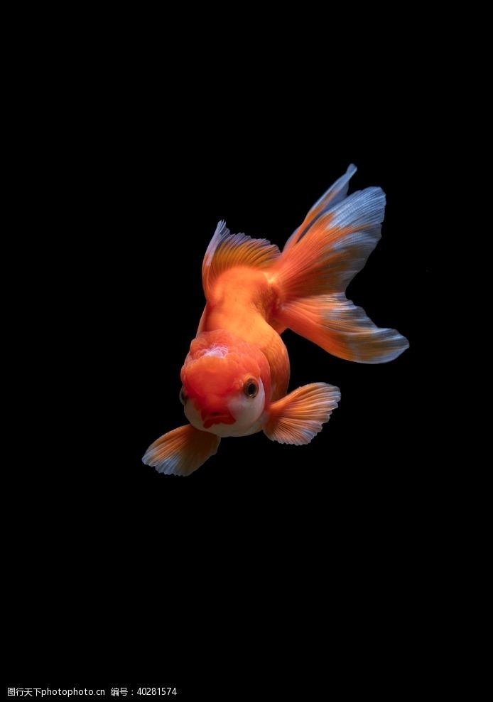水底世界金鱼图片