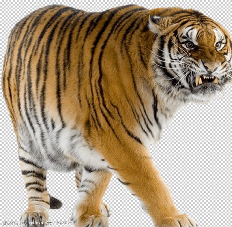 动物世界老虎图片