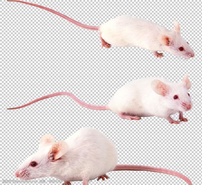 免疫老鼠图片