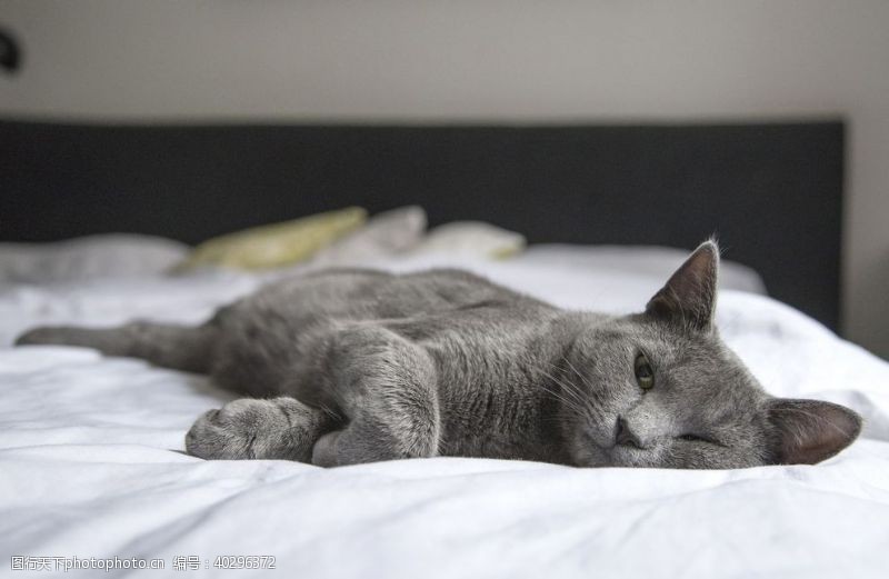 灰色猫猫图片