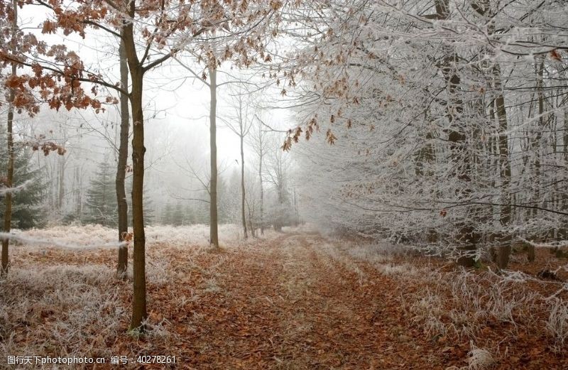 丽人卡森林冬天图片
