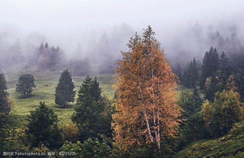 秋天素材森林图片
