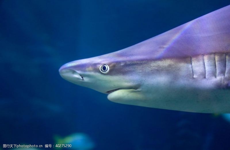海底海洋世界鲨鱼图片