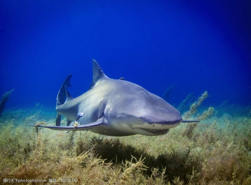 海底珊瑚鲨鱼图片