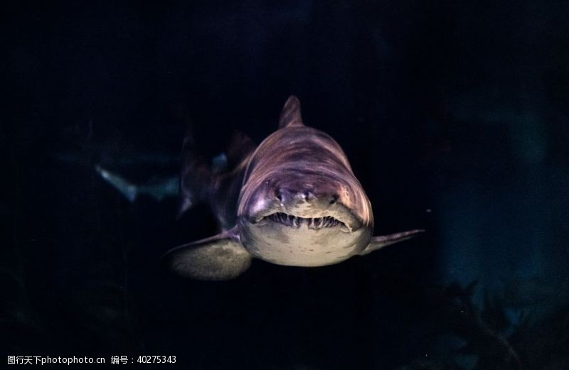 锦鲤鲨鱼图片